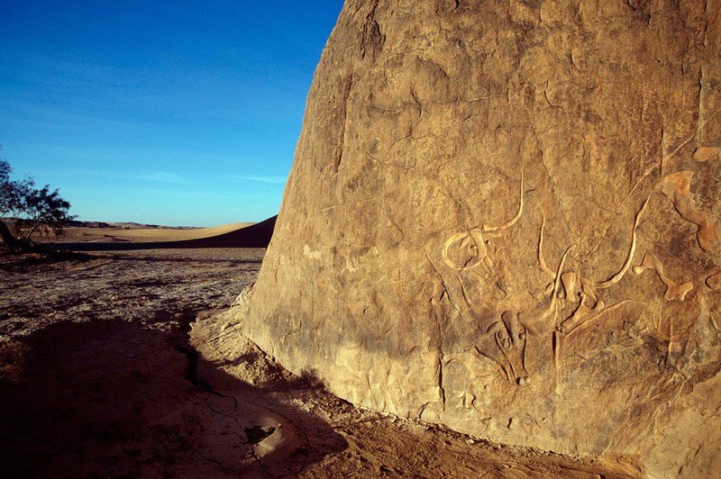 Djanet, Algeria. Oblique view in evening light of huge cattle engravings belonging to Early Hunter Period. Image ID: algdja0060007