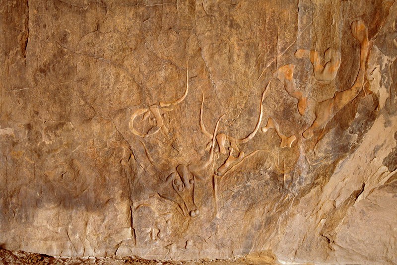 Oued Djaret, Algeria. Direct view of three large polished engravings of wild cattle. Image ID: algdja0060011