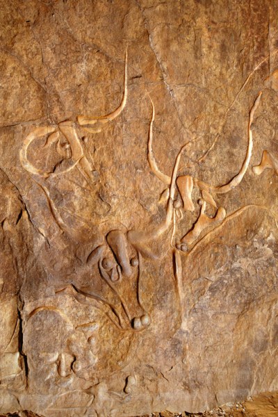 Djanet, Algeria. Three large polished engravings of wild cattle. Image ID: algdja0060012