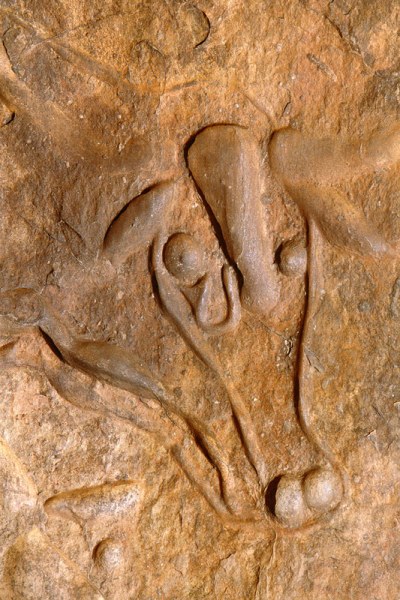 Djanet, Algeria. Large polished head engraving of a wild cattle. Image ID: algdja0060014