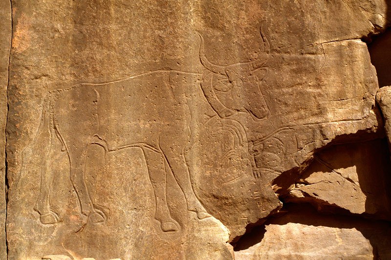 Tadrart, Algeria. Domestic bulls engraving. Note decoration around hip. Recent Tifinagh engraved below right bull’s head. Image ID: algtdr0050015