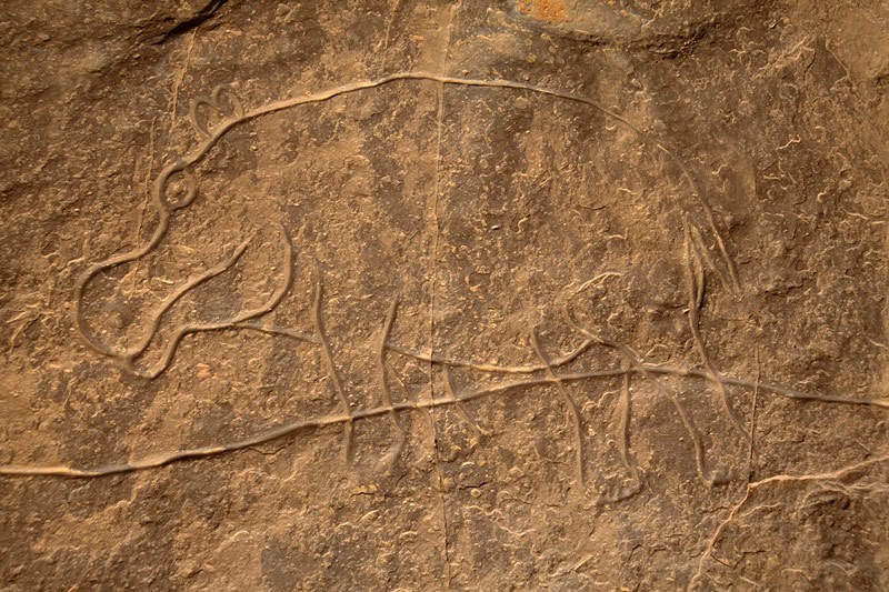 Oued Afar, Algeria. Large hippopotamus with polished outline facing left. Image ID: algtoa0010008