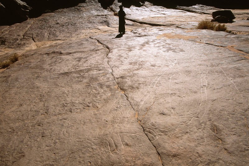 Oued Djaret, Algeria. Looking from heads up bodies of two large giraffes. Image ID: algtod0070006