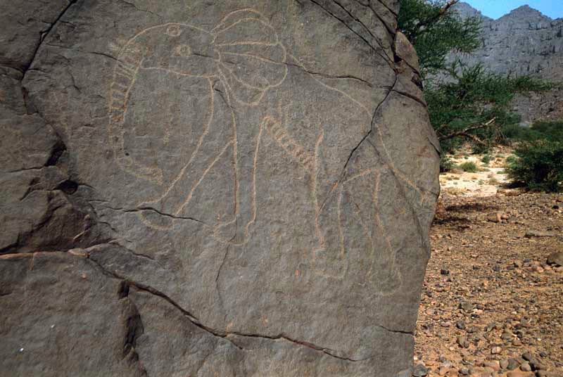 Oued Djerat, Algeria. Large sandstone boulder in bottom of gorge facing steep slope. Outline engraving of elephant with two eyes, decorated trunk, ear and stomach. Early Hunter Period. Image ID: algtod0080009