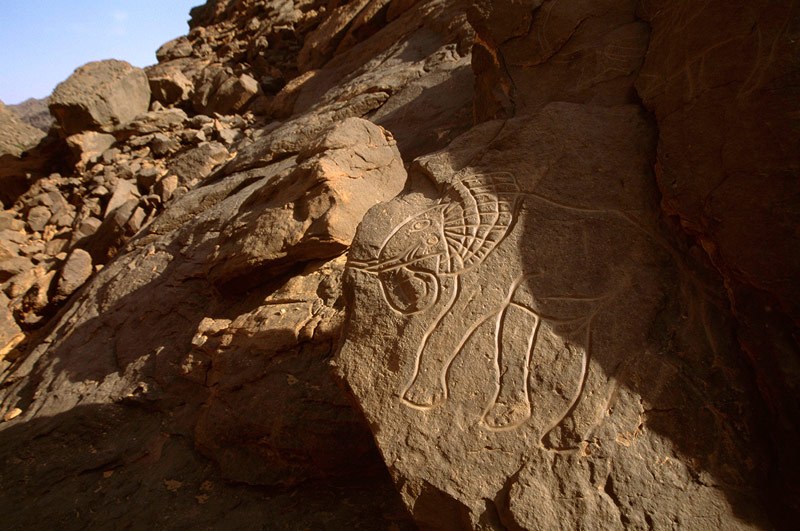 Oued Djaret, Algeria. Close-up of elephant facing left with decorated ear and trunk upraised to mouth. Image ID: algtod0100001