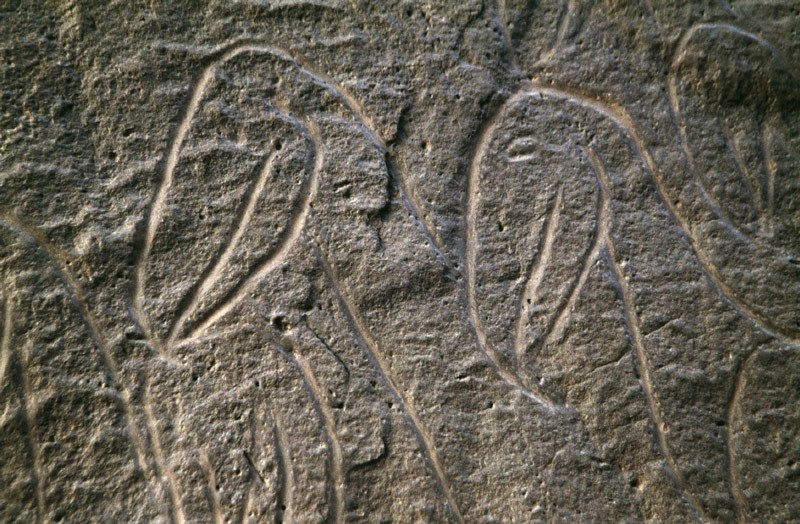 Oued Djerat, Algeria. (Landscape view) Heads of two birds (Pelicans?). Image ID: algtod0280001