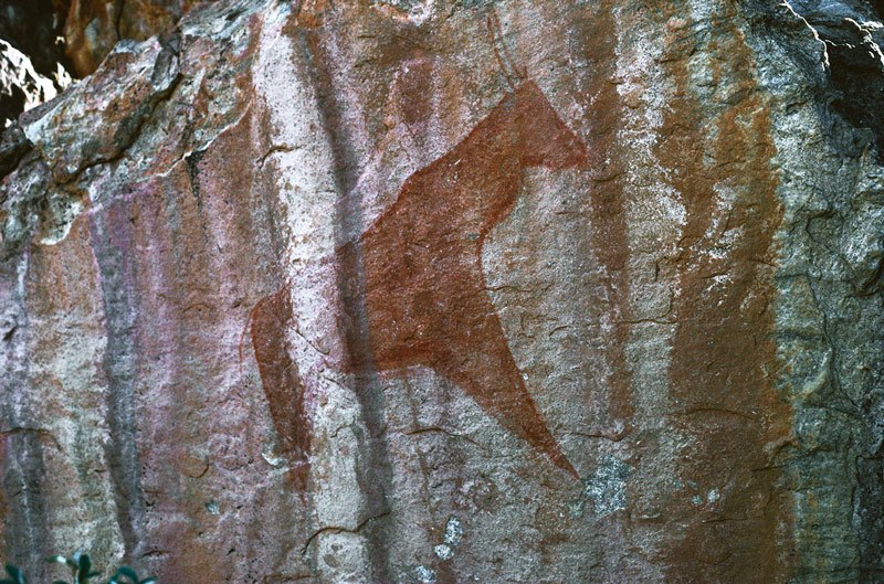 Tsodilo Hills. Close-up of eland. Image ID: bottsd0740002