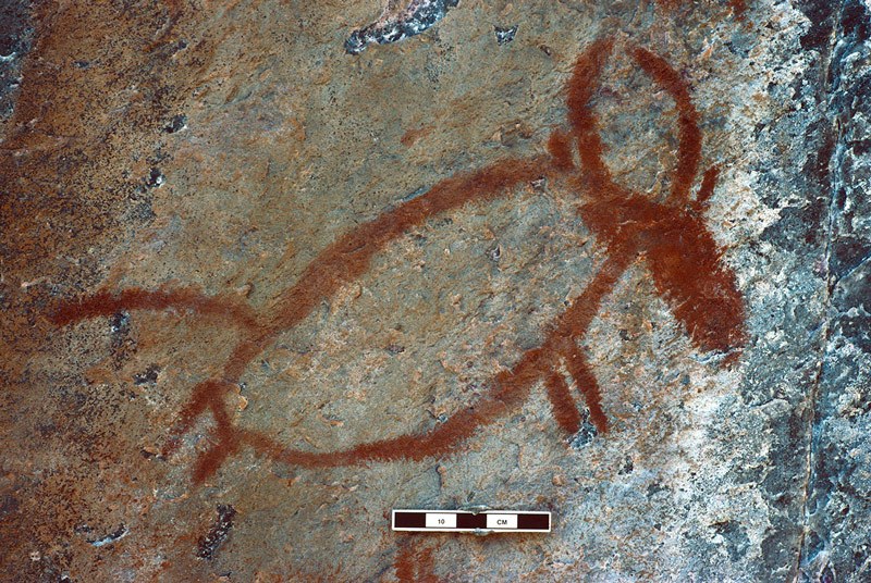 Tsodilo Hills. Outline cow in panel of cattle paintings.Image ID: bottsd1160002