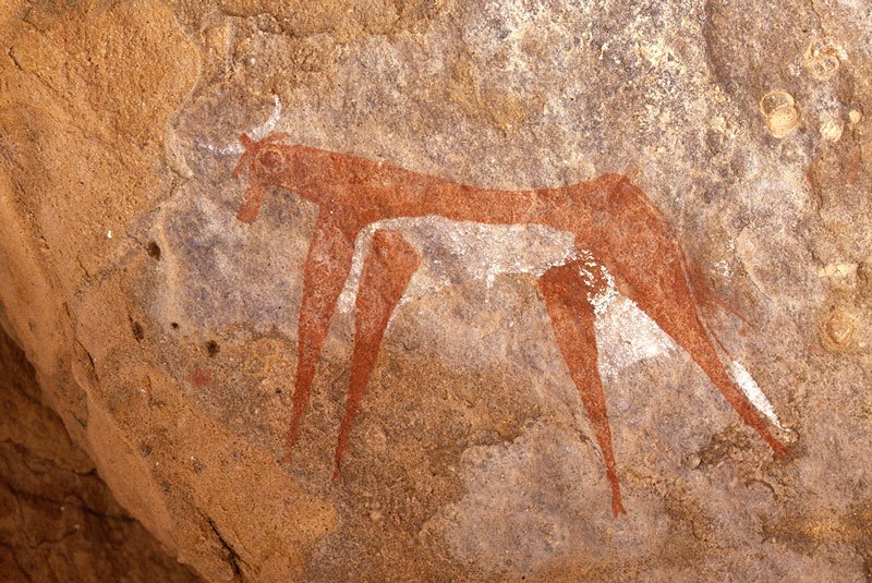 Archei Guelta. Sandstone cave wall. Bichrome painting of cow facing left. Note white udder and teats, and split hooves. Image ID: chaarg0020021