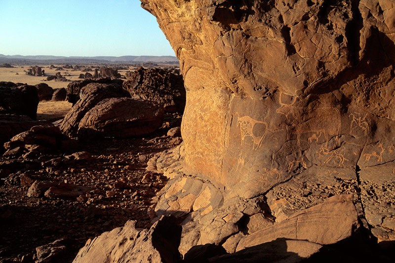 Ennedi plateau. Oblique view of engraved panel at base of large sandstone inselberg. Two engraved cows with bodies decorated. Image ID: chaenp0010154