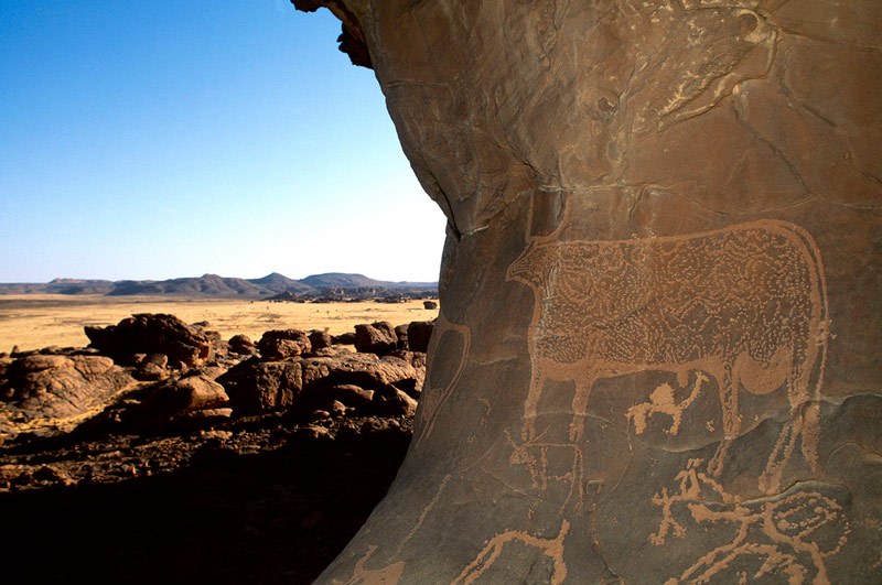 Ennedi Plateau. Engraving of a decorated bull. Image ID: chaenp0010166