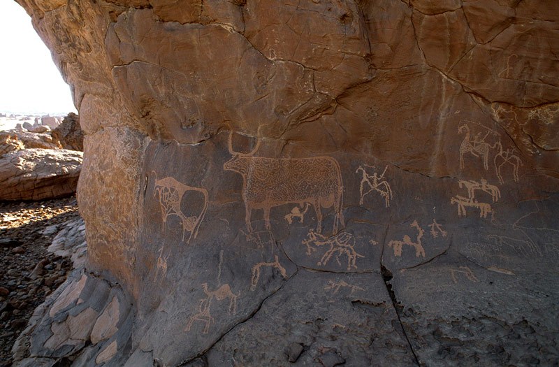 Ennedi Plateau. Left of panel, large number of small engravings of cattle, camels, lion(?), people. Carefully decorated outline engraving of bull with large scrotum and deliberately deformed horns above crude engraving of man with spear mounted on horse. Carefully decorated bull with large scrotum and upswept horns. Crude camel. Crude man running and leading camel with howdah. Man with sword riding double-triangle horse, and second mounted man with sword and leading second horse. Crude camel, man with anklets, two horses facing left and lightly outlined cow with wide horns, horse. Image ID: chaenp0010167
