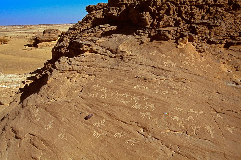 Tassili d' Emi Koussi. The main engraved panel on sandstone at Camel Market Rock. Engravings are all fresh, possibly only 1000 years old, and include, camels, (Camel dromedaries), led and mounted camels, camels with women’s tented saddles, a cow facing left, a geometric design and palm trees. Image ID: chatek0040022