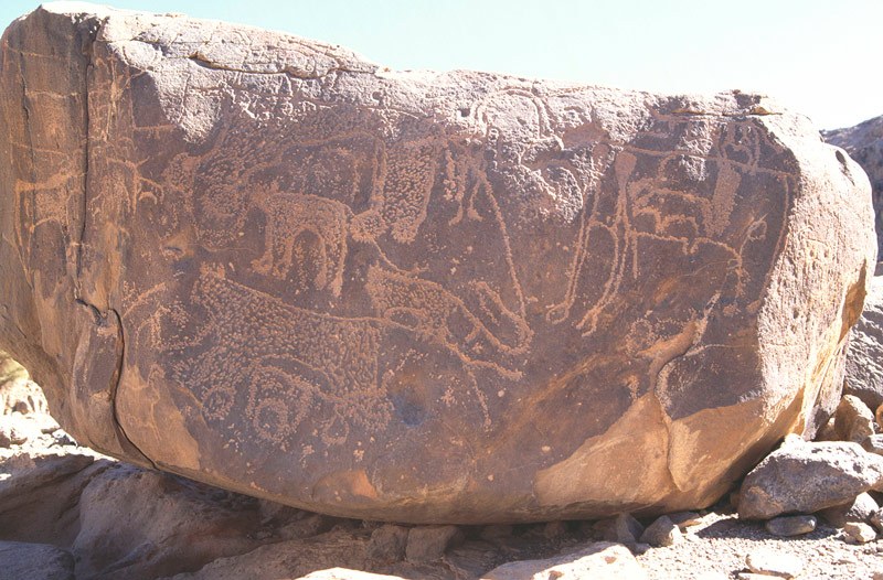 Tibesti Mountains. Large sandstone boulder with numerous pecked engravings. Pecked outline engravings of four predators (leopards?) with dot-peck decoration. Image ID: chatim0010002