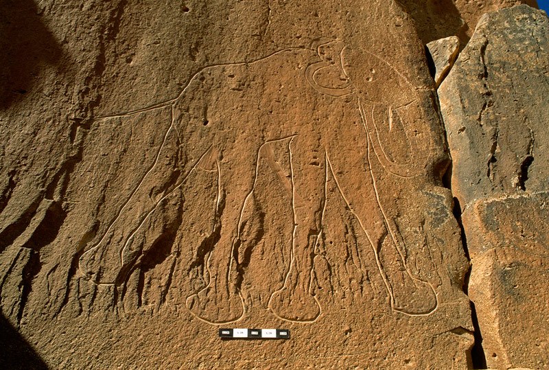 Tibesti Mountains. Large ‘Early Hunter Period’ engraving in outline of an elephant striding to the right with trunk curled back and up and tail thrust backwards. The tusk may be a later addition. Image ID: chatim0020004