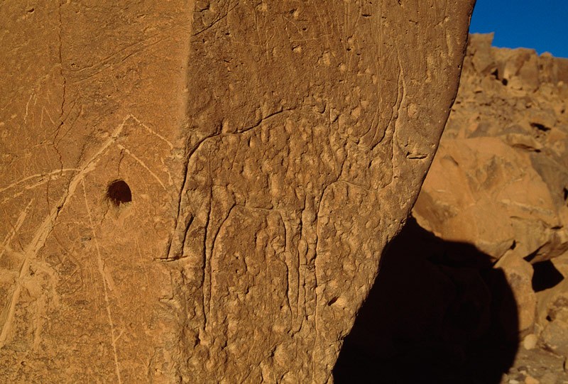 Tibesti Mountains. ‘Early Hunter Period’ outline engraving of an animal with two front and a single rear leg. The original engraving, which has relatively long legs and the head of a predator, appears to have been altered by the addition of a rhinoceros’s horn. Image ID: chatim0020112