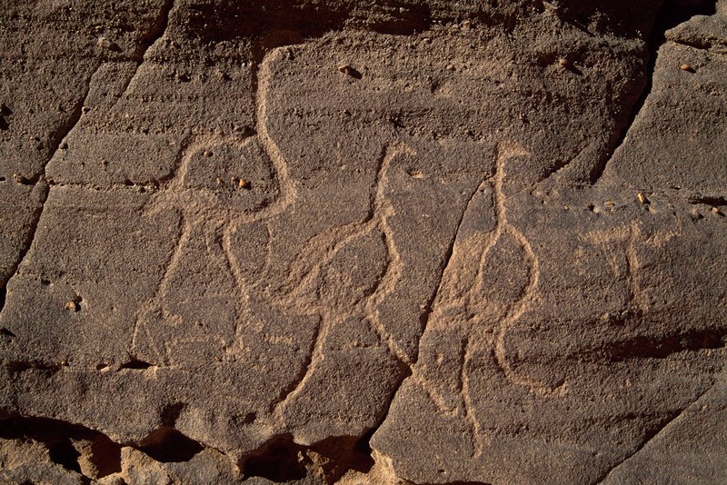 Tibesti Mountains. Exposed sandstone cliff face. Pecked engravings of three ostriches striding right. Solidly pecked areas emphasise birds’ shape. Lack of patina on engraved lines suggests fairly recent date. Perhaps Horse or Camel Period. Image ID: chatim0030007