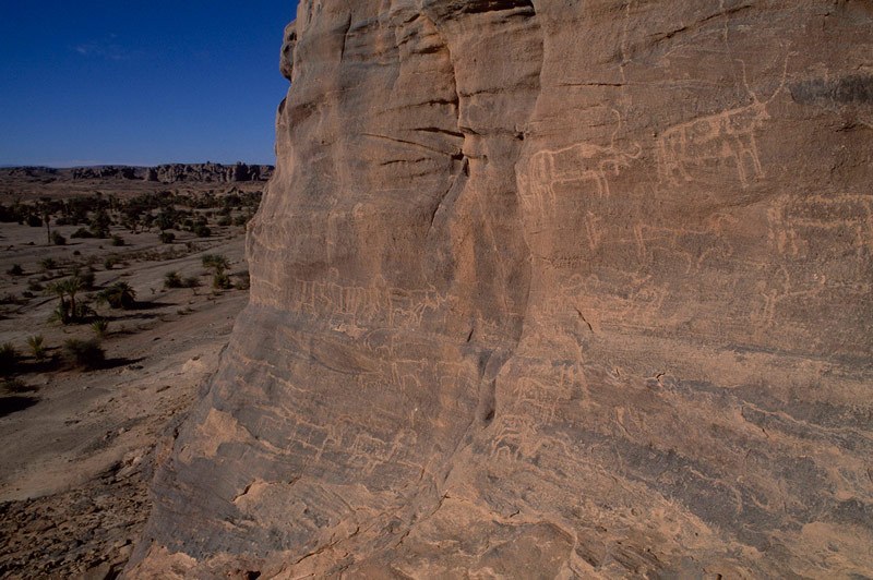 Tibesti Mountains. Exposed sandstone cliff face. Pecked engravings lacking patina, mainly of cattle facing right. Note objects hanging from cows’ necks. Engravings of goats(?). Probably Horse/Camel period. Image ID: chatim0030010