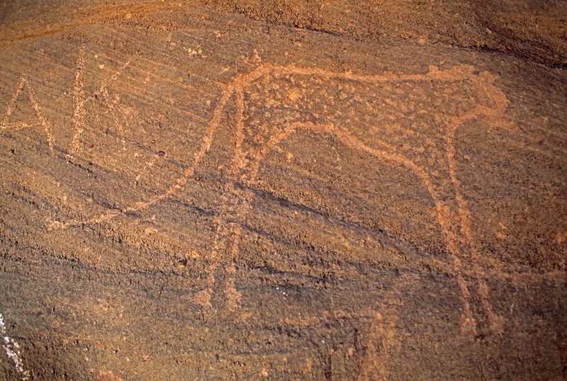 Tibesti Mountains. Pecked engraving of spotted feline (leopard?) facing right. Note graffiti ‘AK’ at left. Probably Horse/Camel Period. Image ID: chatim0030031