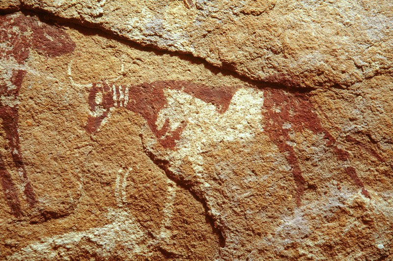 Wadi el Firaq. Detail of cow facing left with three white bands (collars?) around its neck. Image ID: egywef0010006