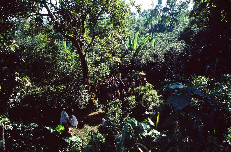 Gelma, Ethiopia. Engraved sandstone rock in dense forest. Image ID: ethsid0030001