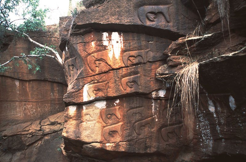 Sheppe, Sidamo. Section of large panel of (mainly) bas relief engravings of domestic cows and calves(?). Bodies of most animals have been polished and have udders. Pecked engravings of animals (usually lacking bas relief) generally lack udders and polishing on bodies.Image ID: ethsid0060005