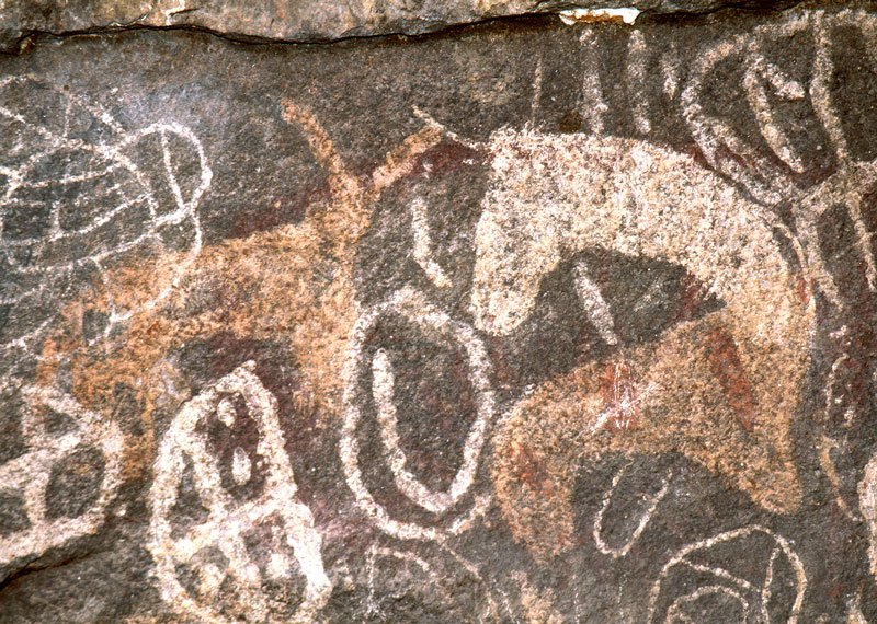 Mount Elgon. Two cattle with horns in twisted perspective facing each other. Part of ‘net’. Short spiral. Circle containing cross. Oval containing cross and dots. Cow facing right superimposed by cow facing left. White circular designs. Kakapel. Image ID: kenmte0010013