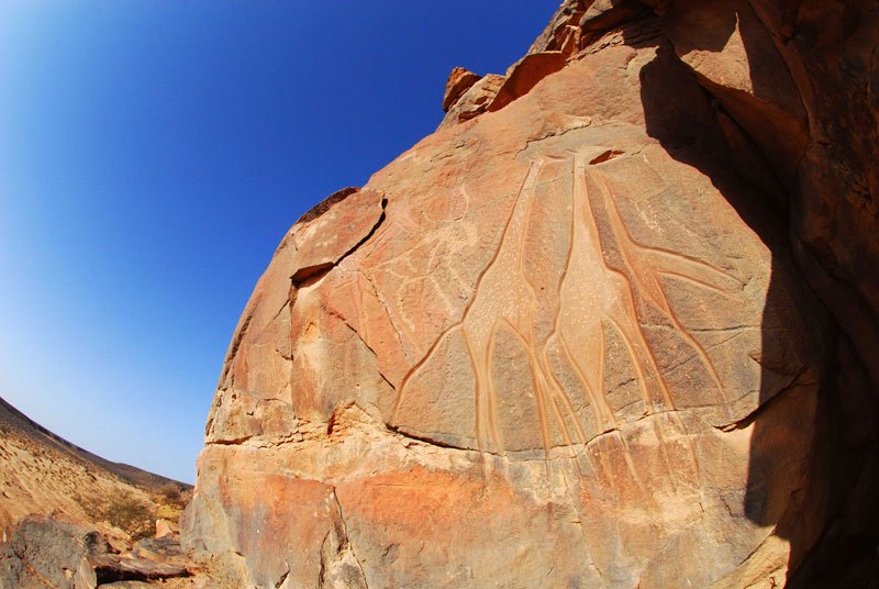 Messak. Engravings of 3 polished and pecked giraffes and cow facing right. Image ID: libmes0170022