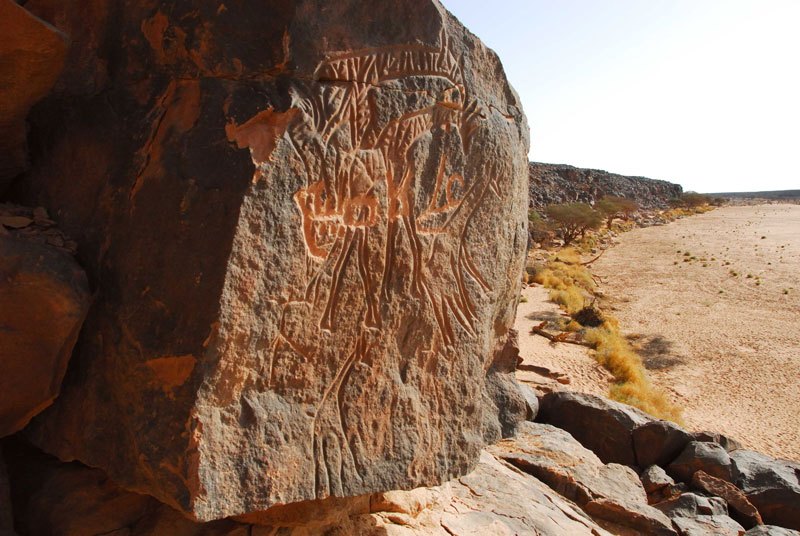 Messak. Engraved panel of giraffes facing right. Image ID: libmes0170023