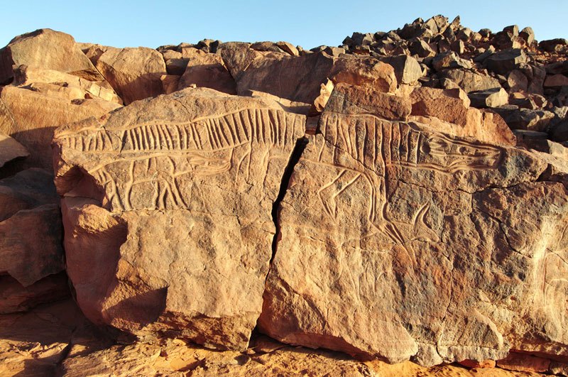 Messak. Head-on view of large crocodile engraving with deep polished lines, facing right. Small crocodile (without tail) below its tail cow-like animal below crocodile facing right. Image ID: libmes0170033