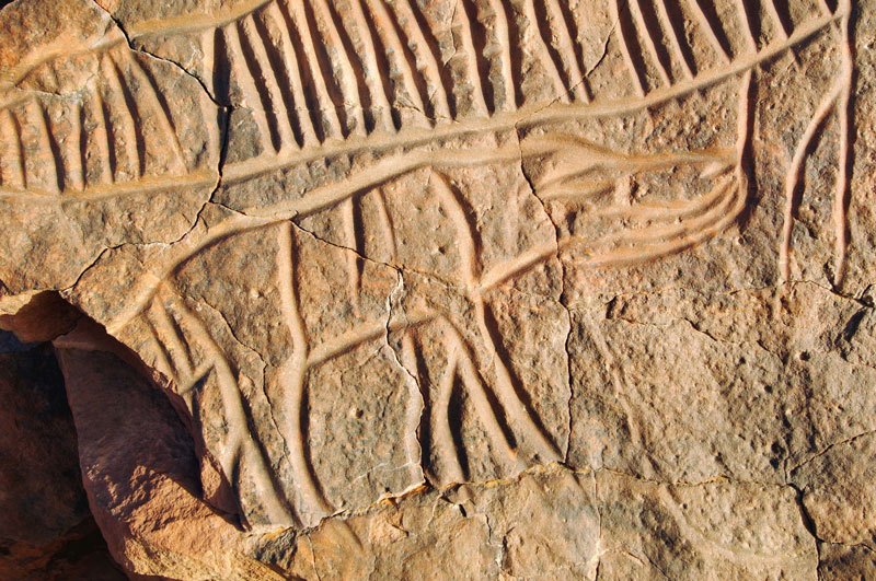 Messak. Details of small crocodile without tail. Above is a section of the tail of the large crocodile. Image ID: libmes0170037