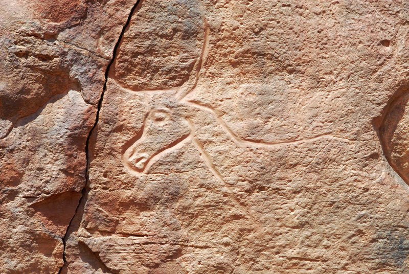 Messak. Engraving of head and neck of antelope facing left. Image ID: libmes0170049