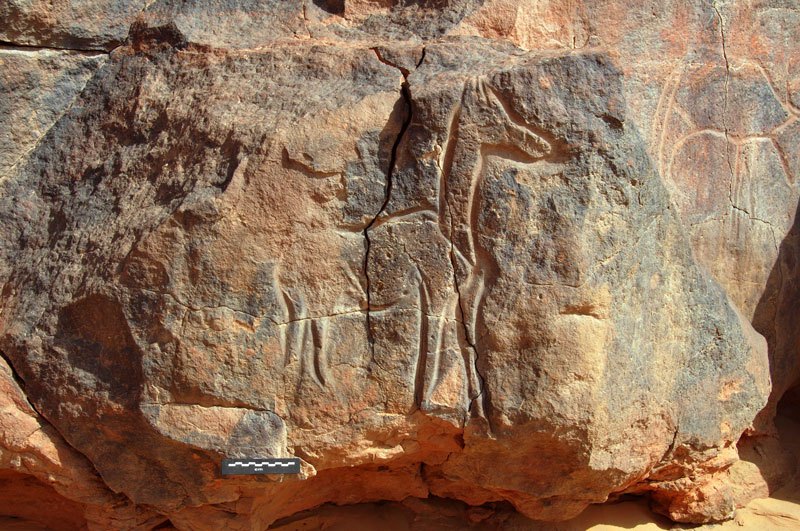 Messak. Antelope with long neck facing right. Image ID: libmes0170054