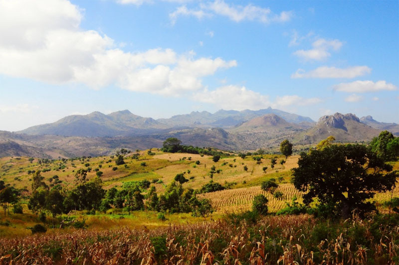 Nsama wa ng'ombi, Malawi, malnsa0010001