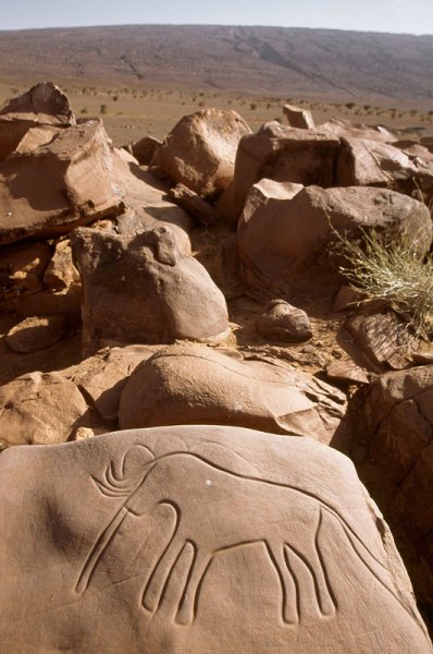 Atlas Mountains, Morocco. Rounded boulder with Tazina-style outline elephant facing left. Image ID: moratm0010136
