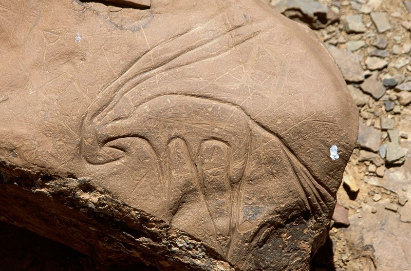 Atlas Mountains, Morocco. Very fine Tazina-style outline engraving of antelope with head tucked down and elongated horns. Fairly recent scratched graffiti. Image ID: moratm0010213