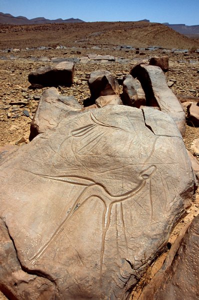 Atlas Mountains, Morocco. On broken slab with polished face, possibly lower grindstone, Tazina-style outline engraving of animal with elongated legs, neck and tail facing right. “Belt with flap’ design. Image ID: moratm0010259