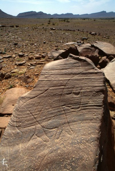 Atlas Mountains, Morocco. Tazina-style rhinoceros facing right. Image ID: moratm0020006
