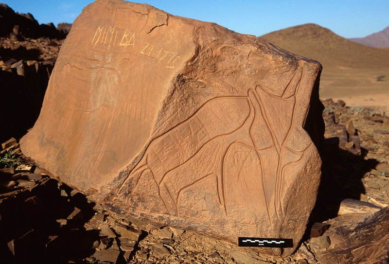 Atlas Mountains, Morocco. Two panels of Tazina style engravings on large sandstone boulder. Left, outline rhinoceros facing left below horizontal line. Numerous vertical grooves, lightly engraved grooves and scratch marks.  Image ID: moratm0060004