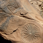 Atlas Mountains, Morocco. Rock with Tazina-style engravings of antelope and spoked wheel placed in homestead courtyard wall. Image ID: moratm0010211