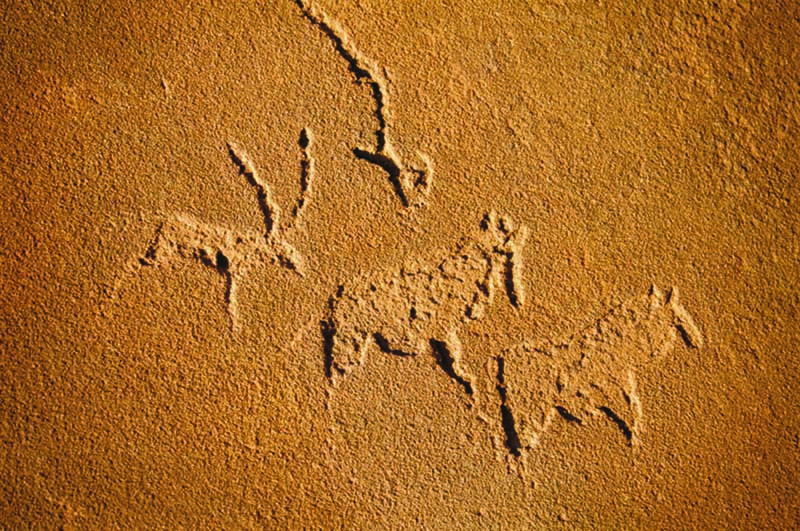 bas relief engravings of various antelope