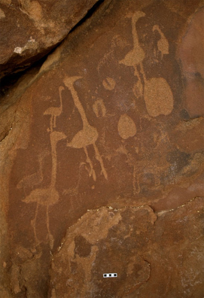 Ostrich engravings accompanied by other animal tracks