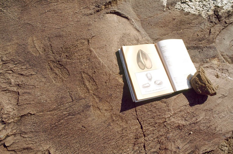 Kalahari, Namibia. Ground engraving of antelope’s tracks, almost certainly eland. Note illustration in accompanying book of eland tracks. Image ID: namwnk0010040