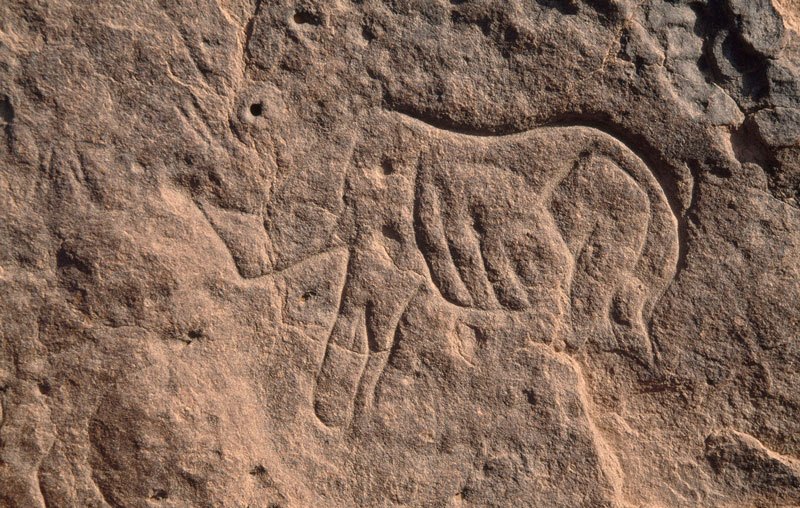 Djaba, Niger. Incised engraving of rhinoceros facing left (Early Hunter Period) Cupules. Image ID: nigdjd0040029