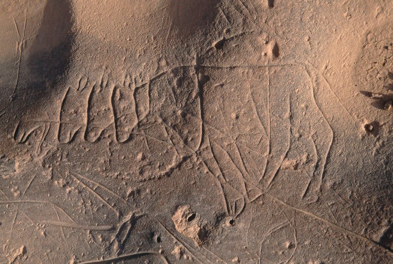 Djaba, Niger. Incised engraving of cow facing left with three cows’ heads in front of its head (Pastoral Period). Image ID: nigdjd0040068
