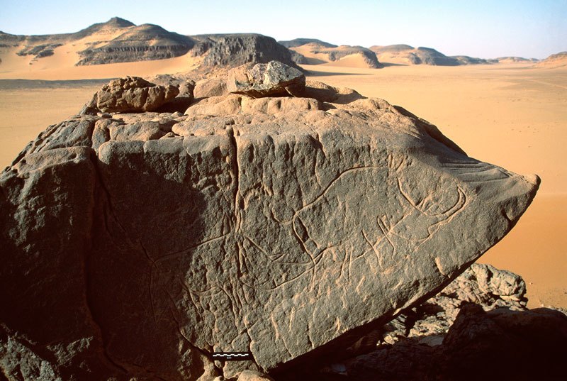 Djaba, Niger. On boulder lying on inselberg summit, two outline engravings of white rhinoceros facing right. Scale bar. Image ID: nigdjd0060006