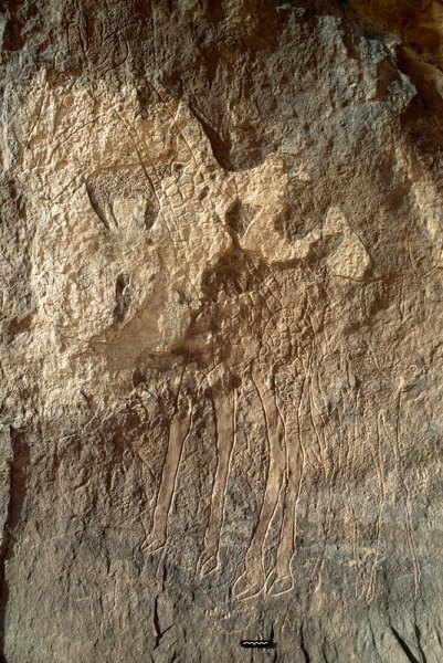 Djaba, Niger. Pecked engravings including outline giraffe facing left next to outline and decorated engraving of large giraffe with polished legs and hooves. Image ID: nigdjd0080004