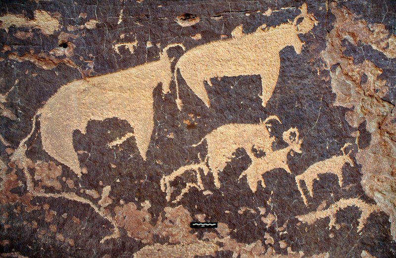 Djaba, Niger. Cattle. The black patina in the shape of the cattle has been scraped off the rock before painting started. Image ID: nigdjd0090012