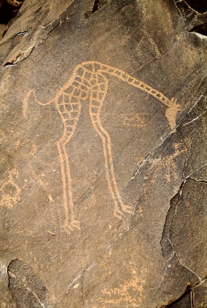 Air Mountain, Niger. Boulder with pecked, decorated giraffe, head lowered amid small eroded animal images. Image ID: nigeam0010004
