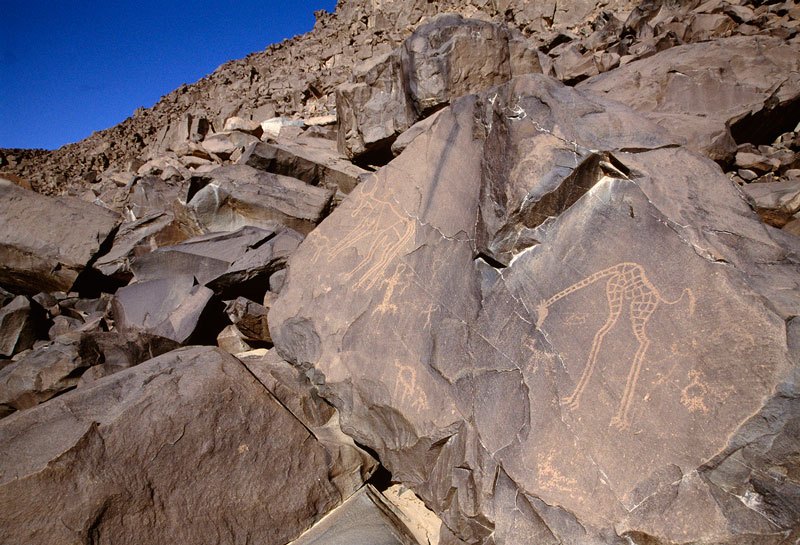 Air Mountain, Niger. Boulder with pecked, decorated giraffe, head lowered amid small eroded animal images. Right, outline domestic bull and dog, stick man with arms spread, crude ostriches and block-pecked reptile. Probably Horse Period. Image ID: nigeam0010072